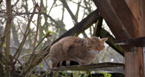 Die Europäischen Wildkatzen mussten vorübergehend in ein anderes Gehege umziehen. Ihre Anlage soll umfangreich renoviert werden. (Foto: © Martina Hörle)