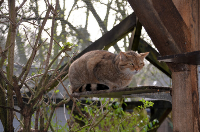 Die Europäischen Wildkatzen mussten vorübergehend in ein anderes Gehege umziehen. Ihre Anlage soll umfangreich renoviert werden. (Foto: © Martina Hörle)
