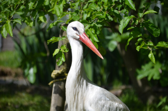 Mit seinem weißen Gefieder, dem langen, rot leuchtenden Schnabel und den gleichfarbigen Stelzenbeinen ist der Weißstorch eine imposante Erscheinung. (Foto: © Martina Hörle)