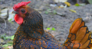 Zwerghahn Alfons ist mit seinen goldbraunen Rückenfedern, die im Sonnenlicht auch blau und grün schillern, ein wahres Prachtexemplar. (Foto: © Martina Hörle)