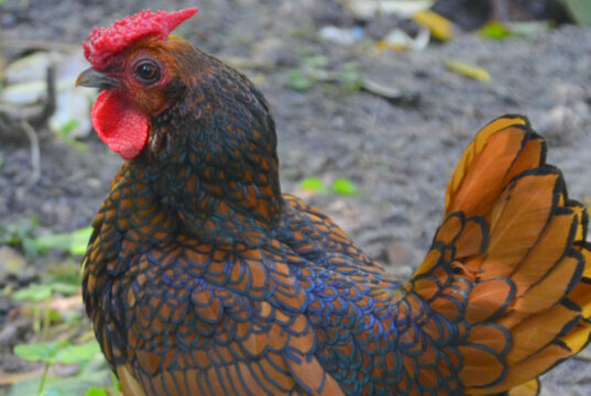 Zwerghahn Alfons ist mit seinen goldbraunen Rückenfedern, die im Sonnenlicht auch blau und grün schillern, ein wahres Prachtexemplar. (Foto: © Martina Hörle)