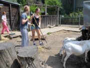 Rund 20 Schülerinnen und Schüler des Gymnasiums Vogelsang tauschten am Social Day das Klassenzimmer mit dem Vogelpark. Die Tierpflege gehörte unter anderem auch zu den anfallenden Aufgaben. (Foto: © Martina Hörle)