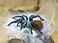 Eine Cyanblaue Venezuela-Vogelspinne thronte in ihrem schneeweißen Netz, welches sie mühevoll im gesamten Terrarium gesponnen hatte. (Foto: © Sarah Schmitz)