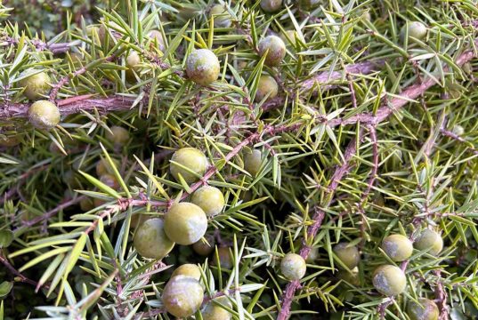 Der Wacholder ist ein artenreiches Ziergehölz im heimischen Garten. Der Strauch-Wacholder bringt die begehrten Beeren hervor. (Foto: © Heike Ritterskamp)