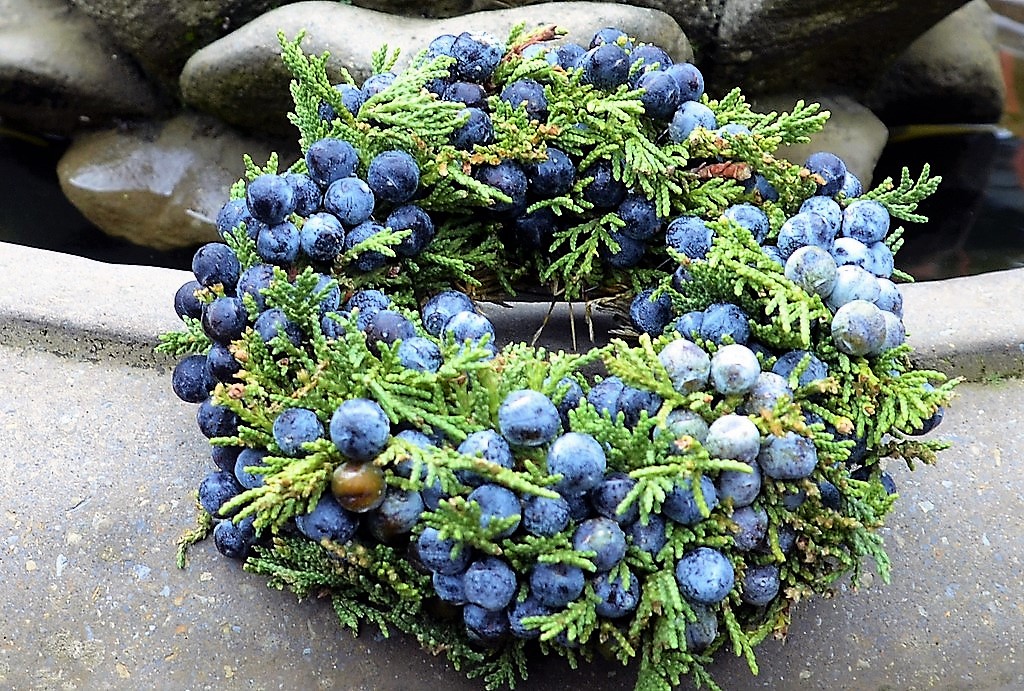 Wacholder ist nicht nur nützlich, sondern mit den blauen Beeren auch überaus dekorativ. (Foto: © Martina Hörle)