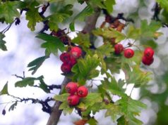 Die leuchtend roten Beeren des Weißdorns bieten einen zauberhaften Blickfang. Die Pflanze eignet sich als Solitär, ist aber ebenso ein wichtiges Gehölz für Vogelschutzhecken. (Foto: © Martina Hörle)