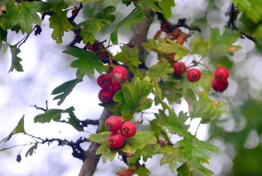 Die leuchtend roten Beeren des Weißdorns bieten einen zauberhaften Blickfang. Die Pflanze eignet sich als Solitär, ist aber ebenso ein wichtiges Gehölz für Vogelschutzhecken. (Foto: © Martina Hörle)