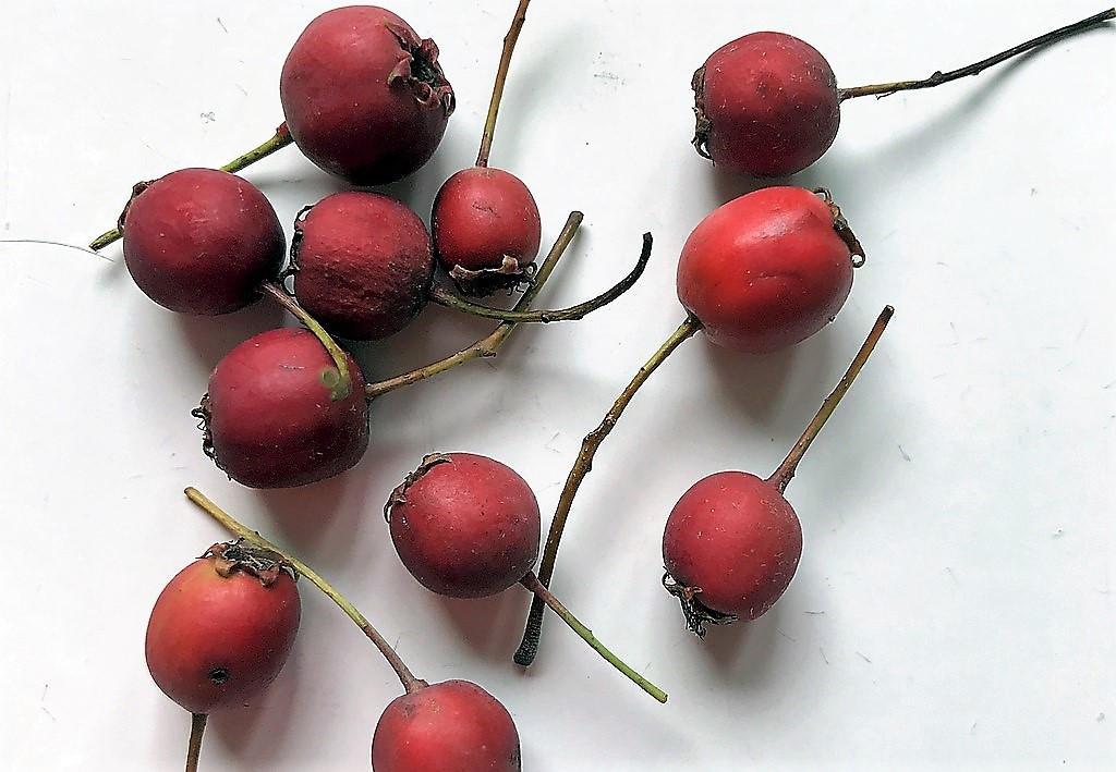 Die roten Früchte des Weißdorns enthalten neben Flavonoiden eine Reihe von Mineralstoffen und finden in der Heilkunde ebenso Anwendung wie in der Küche. (Foto: © Martina Hörle)
