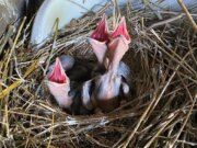 Das Kolkrabenpaar Thea und Horst hat wieder Nachwuchs. Vier hungrige Jungtiere rufen unentwegt nach Futter. (Foto: © Martina Hörle)