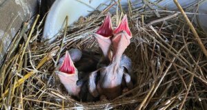 Das Kolkrabenpaar Thea und Horst hat wieder Nachwuchs. Vier hungrige Jungtiere rufen unentwegt nach Futter. (Foto: © Martina Hörle)