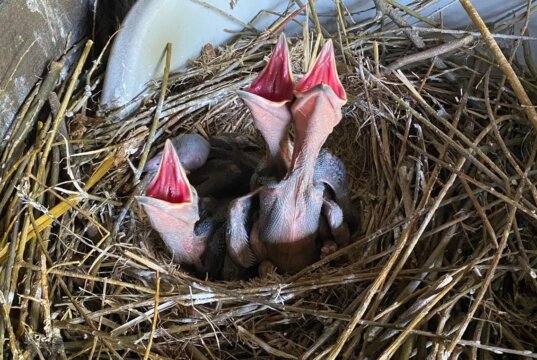 Das Kolkrabenpaar Thea und Horst hat wieder Nachwuchs. Vier hungrige Jungtiere rufen unentwegt nach Futter. (Foto: © Martina Hörle)