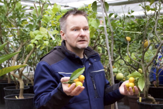 Timm Preuhs gab im Kalthaus des Botanischen Gartens einen umfangreichen Einblick in die Welt der Zitrusfrüchte. (Foto: © Sarah Schmitz)