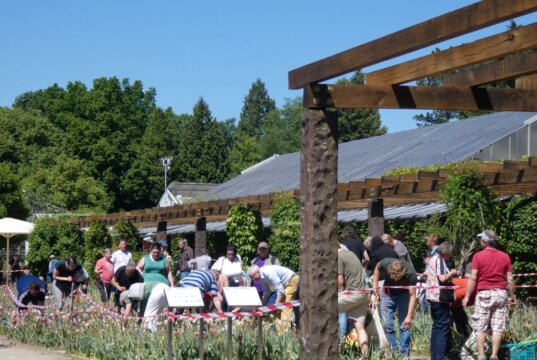 Beim Zwiebeltag am Sonntag stürmten Gartenfreunde die Beete im Botanischen Garten, um sich Blumenzwiebeln auszugraben. (Foto © Sandra Grünwald)