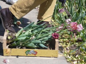 Tulpen, Hyazinthen, Narzissen und Kaiserkronen konnten gegen eine Spende mit nach Hause genommen werden. (Foto © Sandra Grünwald)