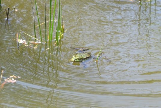 (Symbolfoto: © Martina Hörle)