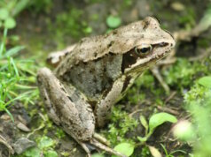 Der Grasfrosch ist in Solingen heimisch. (Foto: © Sandra Grünwald)