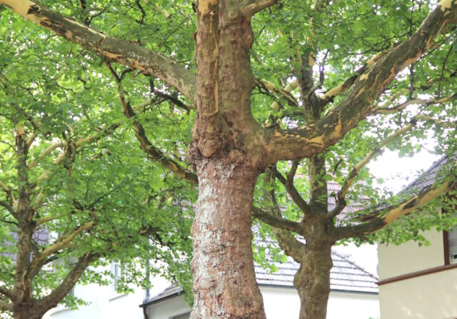 baum-baeume-1 Stadt Solingen investiert rund 510.000 Euro in gesündere Schulbäume. Das soll Klima, Schatten und Luftqualität auf Schulhöfen verbessern. (Symbolfoto: © Bastian Glumm)