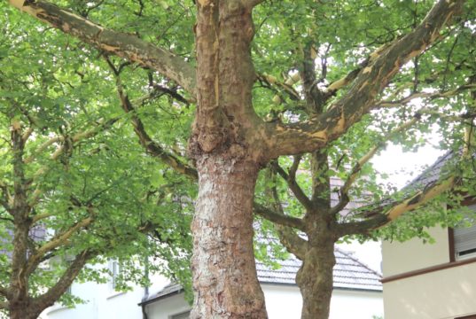 180 neue Bäume wurden in diesem Frühjahr an Straßen und auf städtischen Grundstücken gepflanzt. (Symbolfoto: © Bastian Glumm)