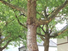 Die sommerliche Witterung freut die meisten Menschen, ist für die Natur aber auch eine Herausforderung. Wie gehen die Bäume damit um? (Foto: © Bastian Glumm)