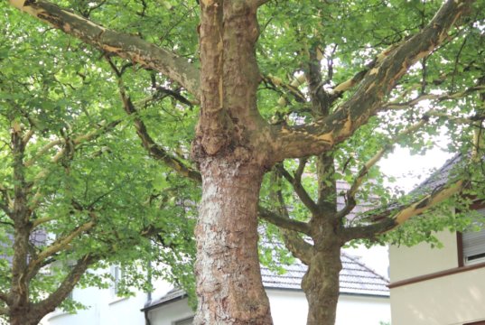 Die sommerliche Witterung freut die meisten Menschen, ist für die Natur aber auch eine Herausforderung. Wie gehen die Bäume damit um? (Foto: © Bastian Glumm)