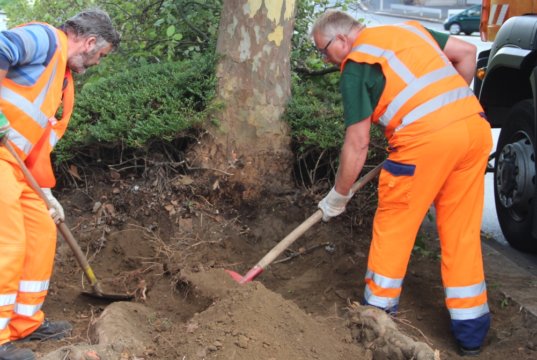 Am kommenden Montag starten an der Bebelallee in Wald umfangreiche Fällarbeiten. Rund 40 Eschen müssen dort gefällt werden. (Symbolfoto: © Bastian Glumm)