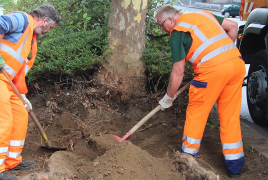Ab Mittwochmorgen kommt es zu möglichen Verkehrsbehinderungen auf der Remscheider Straße wegen Baumfällarbeiten am dortigen Hang. (Archivfoto: © Bastian Glumm)