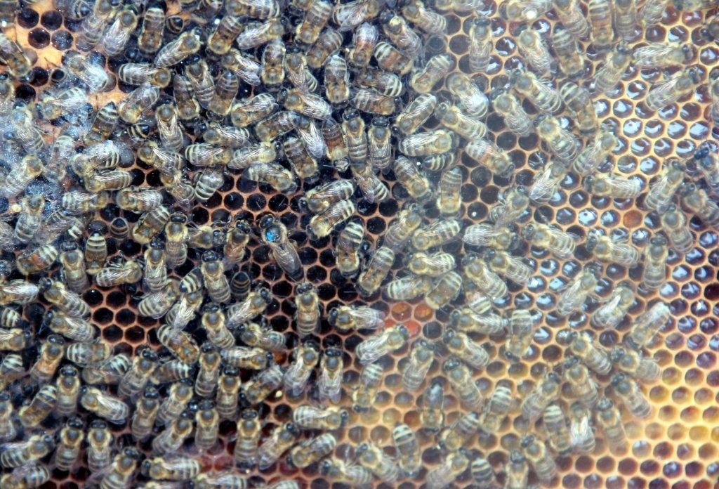 Die Amerikanische Faulbrut der Bienen ist eine anzeigepflichtige Tierseuche. Sie verbreitet sich schnell von einem Bienenvolk zum nächsten und kann so zu Tierverlusten führen. (Archivfoto: © Bastian Glumm)