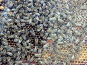 Die Amerikanische Faulbrut der Bienen ist eine anzeigepflichtige Tierseuche. Sie verbreitet sich schnell von einem Bienenvolk zum nächsten und kann so zu Tierverlusten führen. (Archivfoto: © Bastian Glumm)