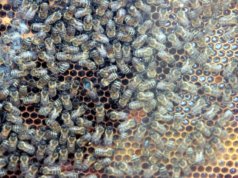 Die Amerikanische Faulbrut der Bienen ist eine anzeigepflichtige Tierseuche. Sie verbreitet sich schnell von einem Bienenvolk zum nächsten und kann so zu Tierverlusten führen. (Archivfoto: © Bastian Glumm)