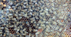 Die Amerikanische Faulbrut der Bienen ist eine anzeigepflichtige Tierseuche. Sie verbreitet sich schnell von einem Bienenvolk zum nächsten und kann so zu Tierverlusten führen. (Archivfoto: © Bastian Glumm)