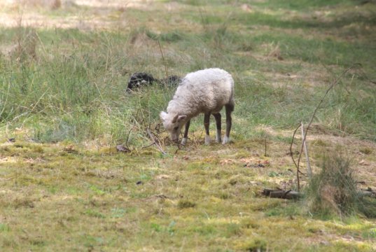 Von der Blauzungenkrankheit im bergischen Städtedreieck sind Rinder, Schafe und Ziegen betroffen. (Archivfoto: © Bastian Glumm)