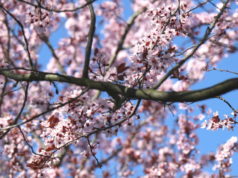 Die Natur ist aus dem Winterschlaf erwacht, überall wächst und blüht es. (Foto: © Bastian Glumm)