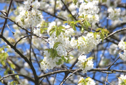 (Foto: © Bastian Glumm)