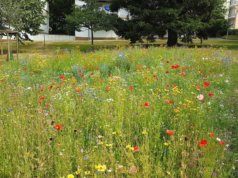 Die neu angelegte Blumenwiese auf der Rückseite der Schulstraße 59 hat die andauernde Trockenheit gut überstanden und kann in voller Blüte bewundert werden. (Foto: © Bauverein Gräfrath)