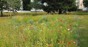 Die neu angelegte Blumenwiese auf der Rückseite der Schulstraße 59 hat die andauernde Trockenheit gut überstanden und kann in voller Blüte bewundert werden. (Foto: © Bauverein Gräfrath)