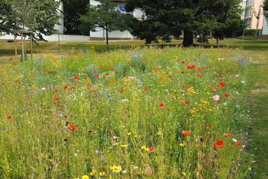 Die neu angelegte Blumenwiese auf der Rückseite der Schulstraße 59 hat die andauernde Trockenheit gut überstanden und kann in voller Blüte bewundert werden. (Foto: © Bauverein Gräfrath)