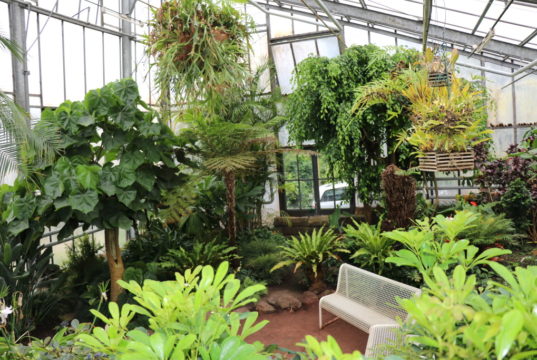 Die Sanierung des Tropenhauses kostet rund 150.000 Euro. Seit fünf Jahren sammelte die Stiftung zu diesem Zwecke Spenden und Sponsorengelder, so dass die Maßnahme in Eigenleistung erbracht werden kann. (Foto: © Bastian Glumm)