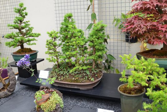 Pfingsten: Zum 4. Mal richtet der Bonsai Arbeitskreis Solingen seine Bonsaiausstellung in den Gewächshäusern im Botanischen Garten aus. (Archivfoto: © Martina Hörle)