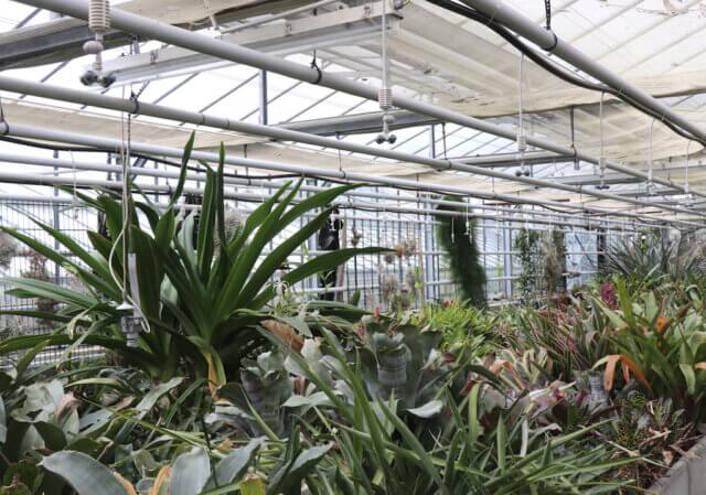 Am 16. Februar lädt der Botanische Garten Solingen zur Winterexkursion ein. Ab 14 Uhr gibt es Führungen durch blühende Gewächshäuser, tropische Pflanzen und Aquaristik. (Archivfoto: © Bastian Glumm)