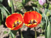 Wupperverband: Frühling startet mild und trocken Der Frühling nimmt so langsam Fahrt auf. (Archivfoto: © Bastian Glumm)