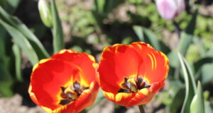 Wupperverband: Frühling startet mild und trocken Der Frühling nimmt so langsam Fahrt auf. (Archivfoto: © Bastian Glumm)