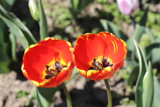 Der Frühling nimmt so langsam Fahrt auf. (Archivfoto: © Bastian Glumm)