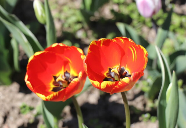 Der Frühling nimmt so langsam Fahrt auf. (Archivfoto: © Bastian Glumm)