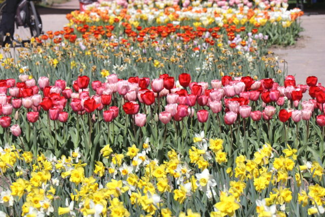 Im Botanischen Garten können Besucher derzeit eine eindrucksvolle Blüten- und Farbenpracht erleben. (Foto: © Bastian Glumm)