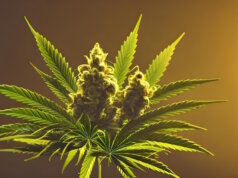 Seit dem 1. April 2024 dürfen Cannabis, Marihuana und Co. in Deutschland legal besessen und konsumiert werden. (Foto: Pixabay)