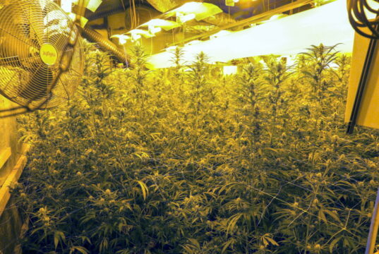 Am Montag hob die Polizei an der Heukämpchenstraße in Wald eine illegale Plantage mit zahlreichen Cannabis-Pflanzen aus. (Foto: © Tim Oelbermann)