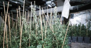 Rund 1.500 Cannabispflanzen stellten Ermittler gestern in einer Halle in Wald sicher. (Foto: © Tim Oelbermann)