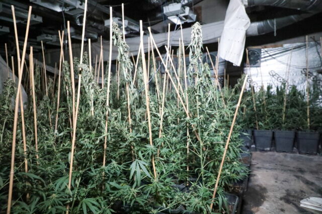 Rund 1.500 Cannabispflanzen stellten Ermittler gestern in einer Halle in Wald sicher. (Foto: © Tim Oelbermann)