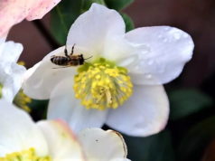 Mit dem Projekt "MehrArtenRäume" sollen städtische Flächen für Insekten und für Menschen ökologisch aufgewertet werden. (Archivfoto: © Martina Hörle)