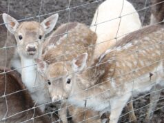 Im Tierpark Fauna wurde jetzt ein totes Damwildjunges aufgefunden, der Zaun zum Gehege war beschädigt und es wurde Hundgebell gehört. (Symbolfoto: © Bastian Glumm)
